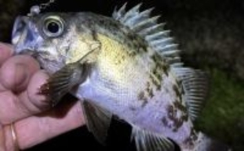 「エサで魚を探してルアーでサイズを狙う！」ハイブリッドメバリングで20cm超えメバル登場