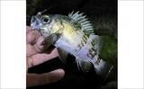 「「エサで魚を探してルアーでサイズを狙う！」ハイブリッドメバリングで20cm超えメバル登場」の画像2
