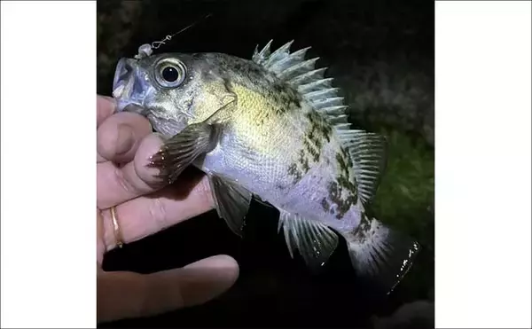 「「エサで魚を探してルアーでサイズを狙う！」ハイブリッドメバリングで20cm超えメバル登場」の画像