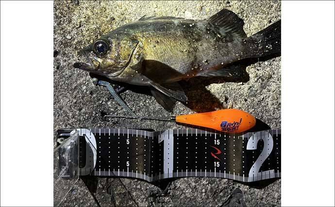 「エサで魚を探してルアーでサイズを狙う！」ハイブリッドメバリングで20cm超えメバル登場
