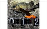 「「エサで魚を探してルアーでサイズを狙う！」ハイブリッドメバリングで20cm超えメバル登場」の画像3