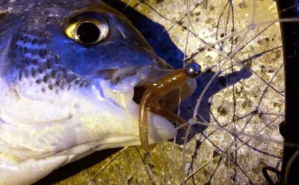 穴場の 汽水域でのルアー釣り のススメ 魚種やストック量は想像以上 22年2月10日 エキサイトニュース