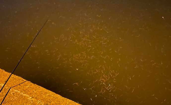 穴場の 汽水域でのルアー釣り のススメ 魚種やストック量は想像以上 22年2月10日 エキサイトニュース 3 3