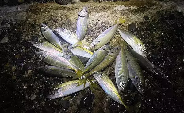 千葉・外房で堤防ライトカゴ釣りでアジ17尾　時合いは夕マヅメのみ