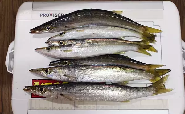 大分の堤防ライトゲーム釣行でカマス好捕　ゆっくりただ巻きで連発