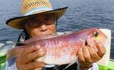 「アマダイ釣りで43cm頭に本命好捕【茅ヶ崎・まごうの丸】好ゲストにカイワリも」の画像1