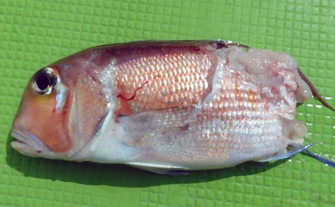 アマダイ釣りで43cm頭に本命好捕【茅ヶ崎・まごうの丸】好ゲストにカイワリも