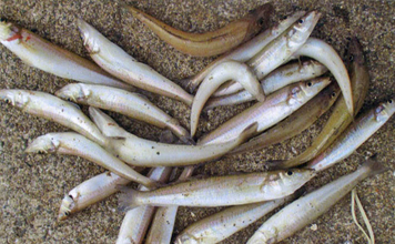 大入島・日向泊港の投げ釣りで25cm超キス続出！【大分】マゴチ67cm＆イトヨリ51cmも登場