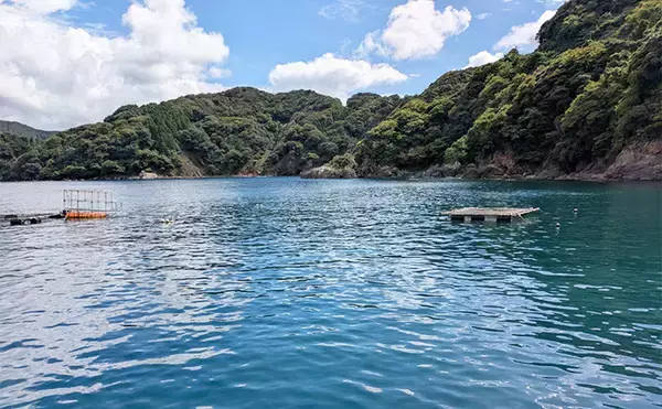 「日中の漁港でエギング＆ロックゲーム！【福井】アオリイカとアオハタ連発で好機到来」の画像