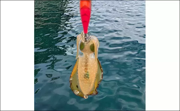 「日中の漁港でエギング＆ロックゲーム！【福井】アオリイカとアオハタ連発で好機到来」の画像