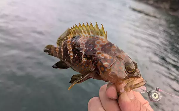 「日中の漁港でエギング＆ロックゲーム！【福井】アオリイカとアオハタ連発で好機到来」の画像