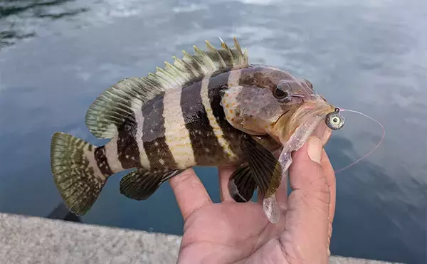 「日中の漁港でエギング＆ロックゲーム！【福井】アオリイカとアオハタ連発で好機到来」の画像