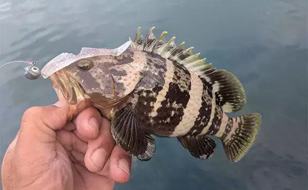 「日中の漁港でエギング＆ロックゲーム！【福井】アオリイカとアオハタ連発で好機到来」の画像