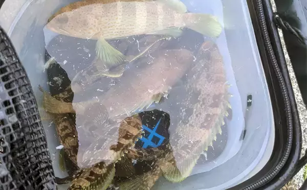 「日中の漁港でエギング＆ロックゲーム！【福井】アオリイカとアオハタ連発で好機到来」の画像