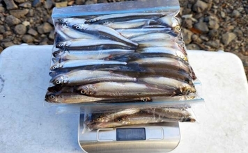 「平均サイズ上々！」西湖のボートワカサギ釣りで12cm級中心に193尾【山梨】