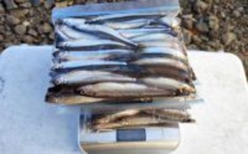 「平均サイズ上々！」西湖のボートワカサギ釣りで12cm級中心に193尾【山梨】