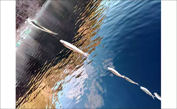 「「平均サイズ上々！」西湖のボートワカサギ釣りで12cm級中心に193尾【山梨】」の画像
