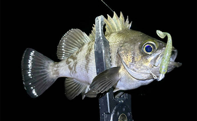 アジング＆メバリングにおける【パイロットリグの考え方と誘い方】