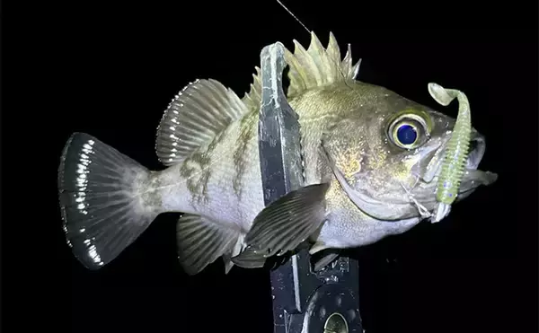 「アジング＆メバリングにおける【パイロットリグの考え方と誘い方】」の画像