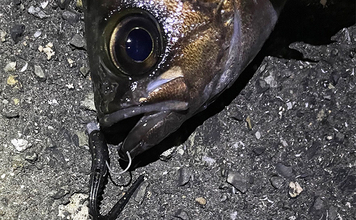 ライトゲームにおける潮止まり打開策　リグの小型＆軽量化が決め手か