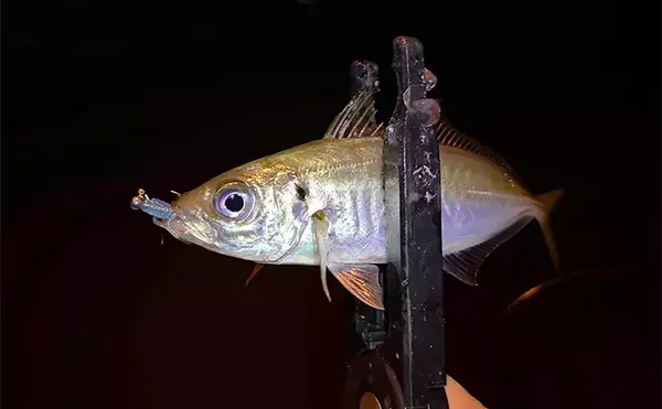 「ライトゲームにおける潮止まり打開策　リグの小型＆軽量化が決め手か」の画像