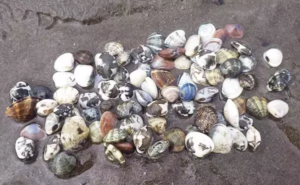 「今年は貝の生育が遅れ気味？」海の公園での潮干狩りでアサリ採取に成功！【神奈川】