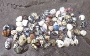 「今年は貝の生育が遅れ気味？」海の公園での潮干狩りでアサリ採取に成功！【神奈川】