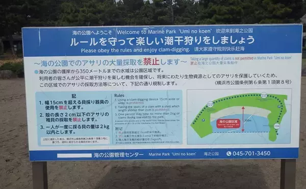 「「今年は貝の生育が遅れ気味？」海の公園での潮干狩りでアサリ採取に成功！【神奈川】」の画像