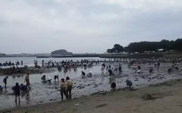「「今年は貝の生育が遅れ気味？」海の公園での潮干狩りでアサリ採取に成功！【神奈川】」の画像