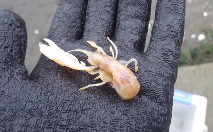 「今年は貝の生育が遅れ気味？」海の公園での潮干狩りでアサリ採取に成功！【神奈川】