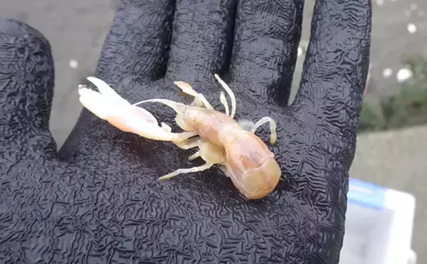 「「今年は貝の生育が遅れ気味？」海の公園での潮干狩りでアサリ採取に成功！【神奈川】」の画像