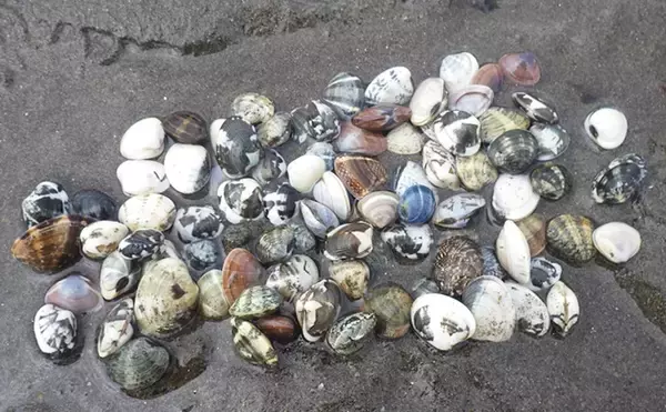 「「今年は貝の生育が遅れ気味？」海の公園での潮干狩りでアサリ採取に成功！【神奈川】」の画像