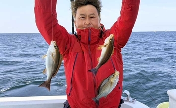 相模湾・船のエサ釣り釣果レポート【神奈川】LT五目釣りで旬のイサキを45尾手中！