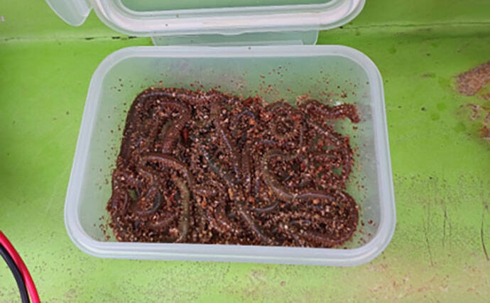 走水アジは今年も美味かった！　オマツリに悩まされたビシアジ釣行レポート【海福丸】