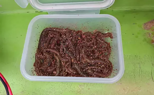 「走水アジは今年も美味かった！　オマツリに悩まされたビシアジ釣行レポート【海福丸】」の画像