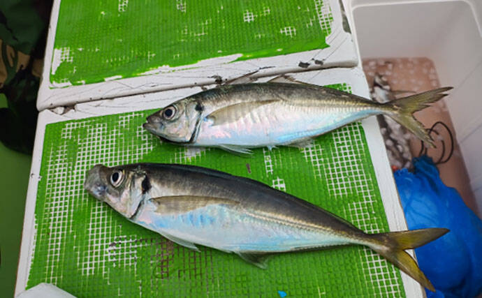 走水アジは今年も美味かった！　オマツリに悩まされたビシアジ釣行レポート【海福丸】