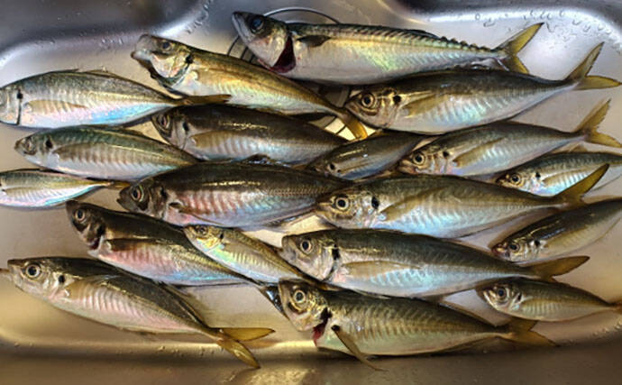 走水アジは今年も美味かった！　オマツリに悩まされたビシアジ釣行レポート【海福丸】