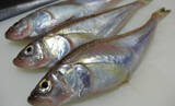 「鳥取の「アカハタ」「シロハタ」はメバルのこと　ハタとつくけどハタじゃないややこしい魚」の画像1