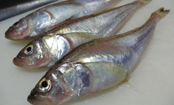 鳥取の「アカハタ」「シロハタ」はメバルのこと　ハタとつくけどハタじゃないややこしい魚