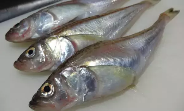 鳥取の「アカハタ」「シロハタ」はメバルのこと　ハタとつくけどハタじゃないややこしい魚
