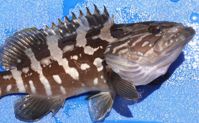 鳥取の「アカハタ」「シロハタ」はメバルのこと　ハタとつくけどハタじゃないややこしい魚