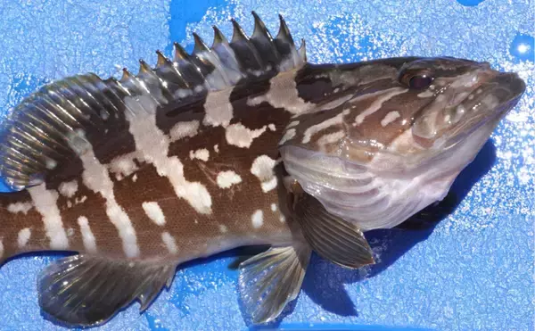 「鳥取の「アカハタ」「シロハタ」はメバルのこと　ハタとつくけどハタじゃないややこしい魚」の画像