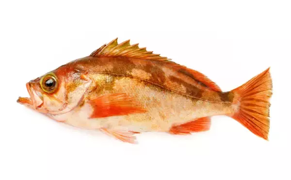 「鳥取の「アカハタ」「シロハタ」はメバルのこと　ハタとつくけどハタじゃないややこしい魚」の画像