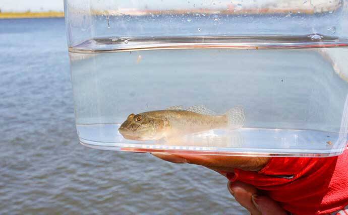 多摩川でのハゼ釣りで本命好捕【神奈川・殿町第2公園】ほたてエサがアタリ？