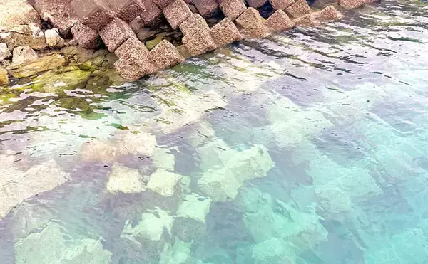 「磯焼けの原因とも言われている未利用魚『イスズミ』のドッグフードが開発される」の画像