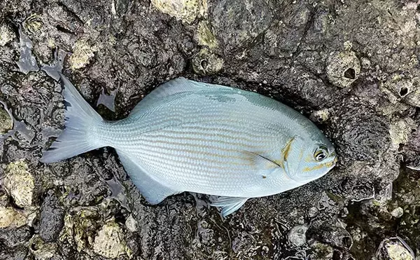 「磯焼けの原因とも言われている未利用魚『イスズミ』のドッグフードが開発される」の画像