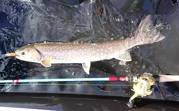 「釧路湿原で「幻の魚」イトウを追う　静けさが支配する大自然をカヌーで進む」の画像