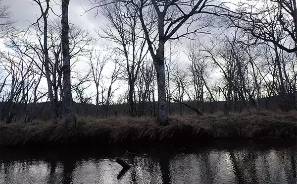 「釧路湿原で「幻の魚」イトウを追う　静けさが支配する大自然をカヌーで進む」の画像