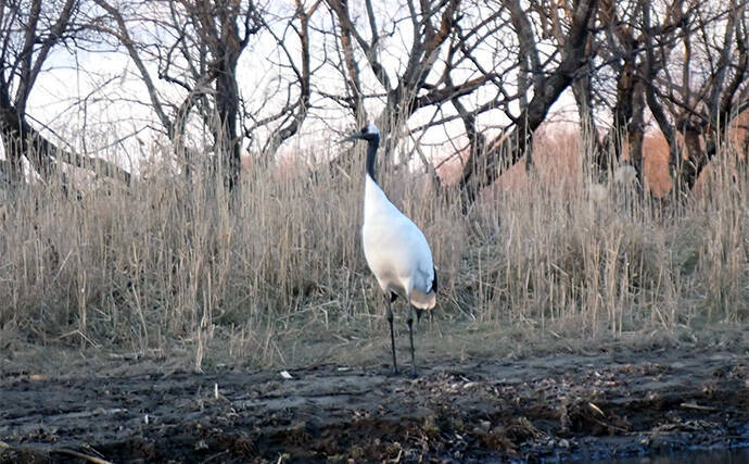 釧路湿原で「幻の魚」イトウを追う　静けさが支配する大自然をカヌーで進む