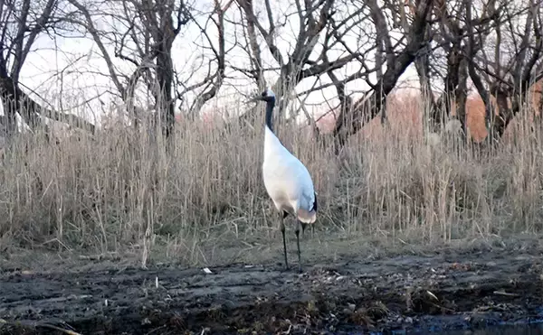 「釧路湿原で「幻の魚」イトウを追う　静けさが支配する大自然をカヌーで進む」の画像